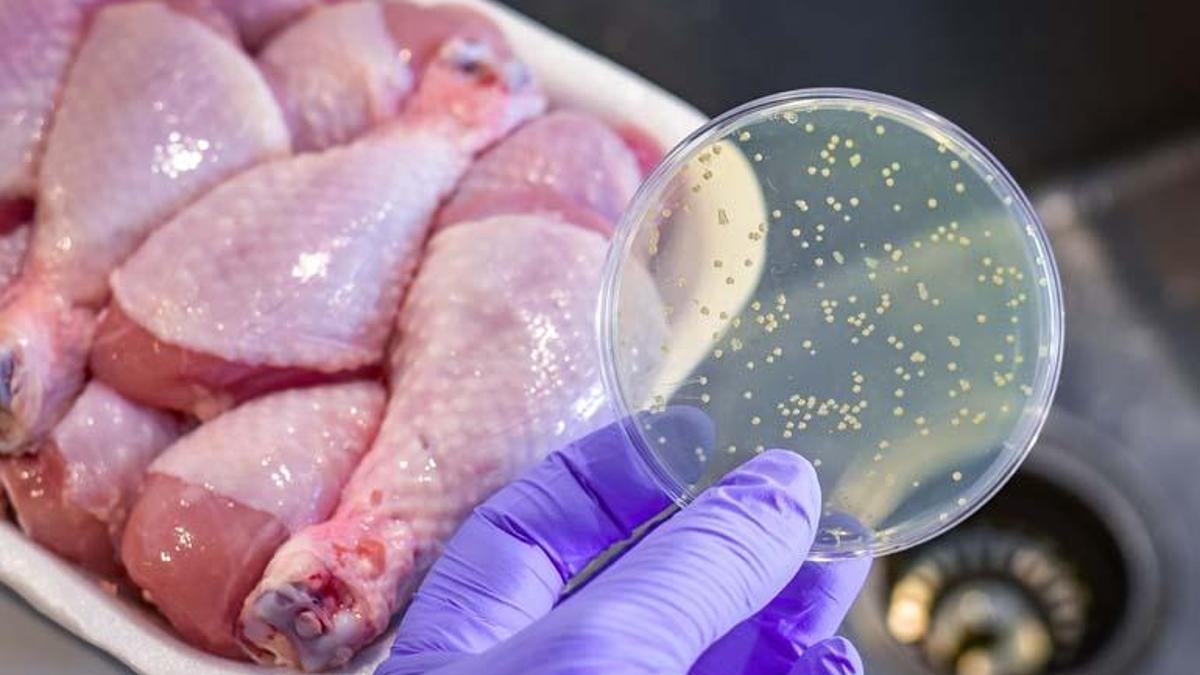 Gıda zehirlenmesinin gizli tehdidi: Salmonella! Salmonella nedir, nasıl bulaşır?
