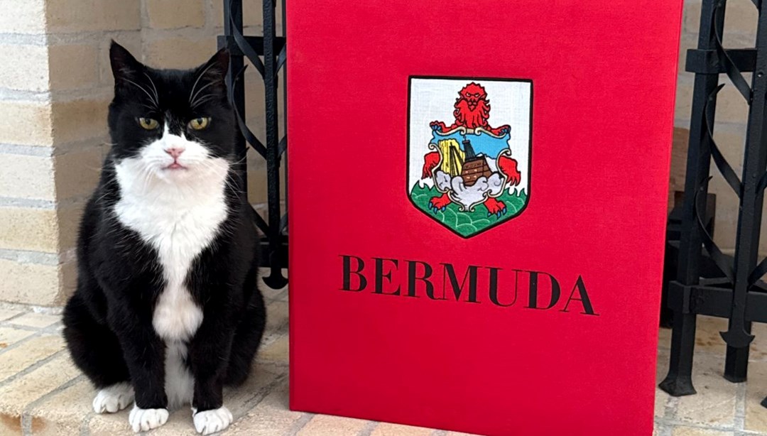 Bakanlığın eski kedisi geri döndü: Yeni görevi “Kedi ilişkileri danışmanlığı”