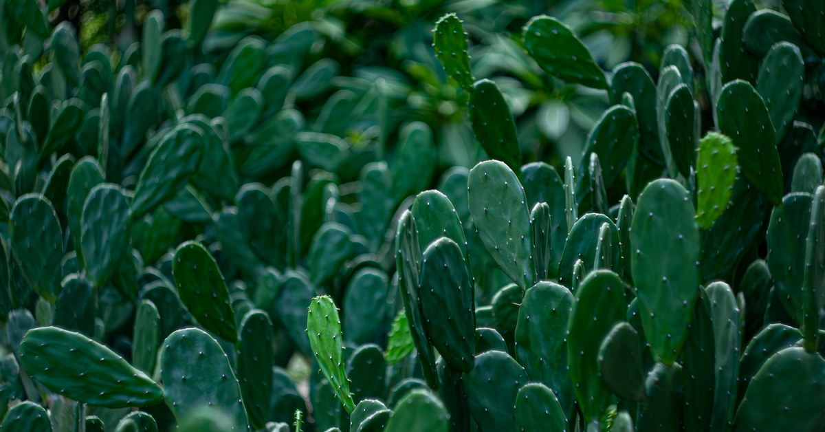 Kaktüsler geleceğin gıdası olabilir mi?